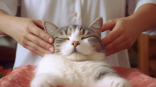 How to Relax Your Cat with Massage