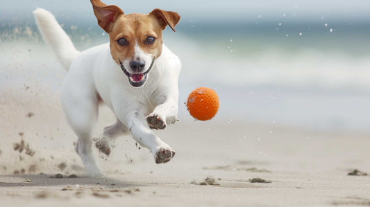 The Best Ways to Train Your Dog to Play Fetch