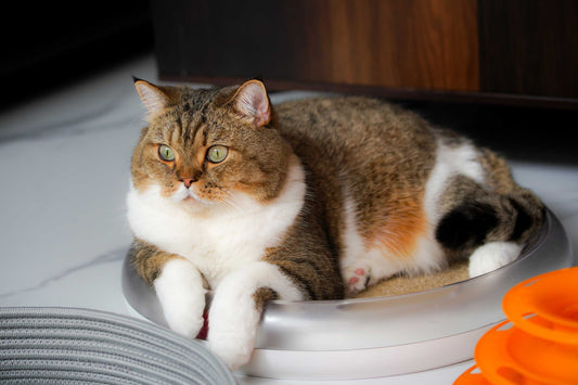 How to identify good cat food by content