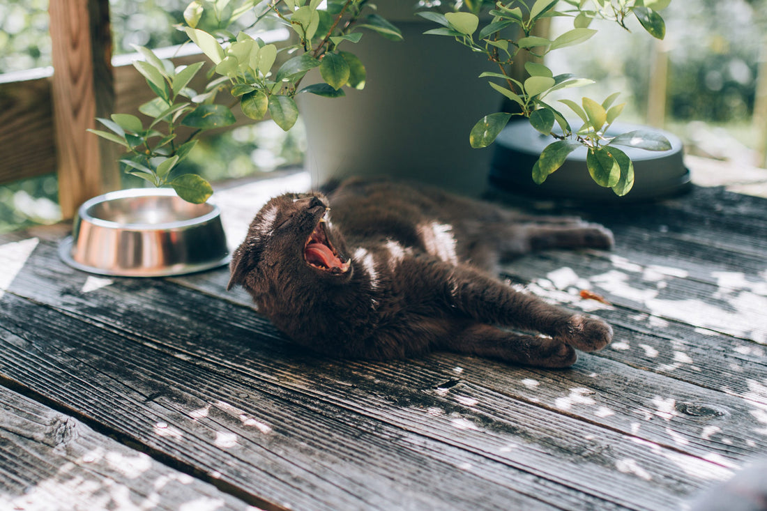 My cat does not like high-quality food