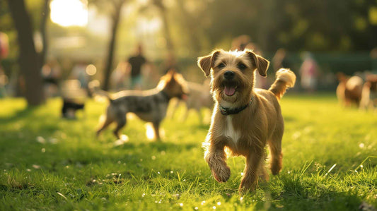 Signs Your Pup is Ready for Puppy School