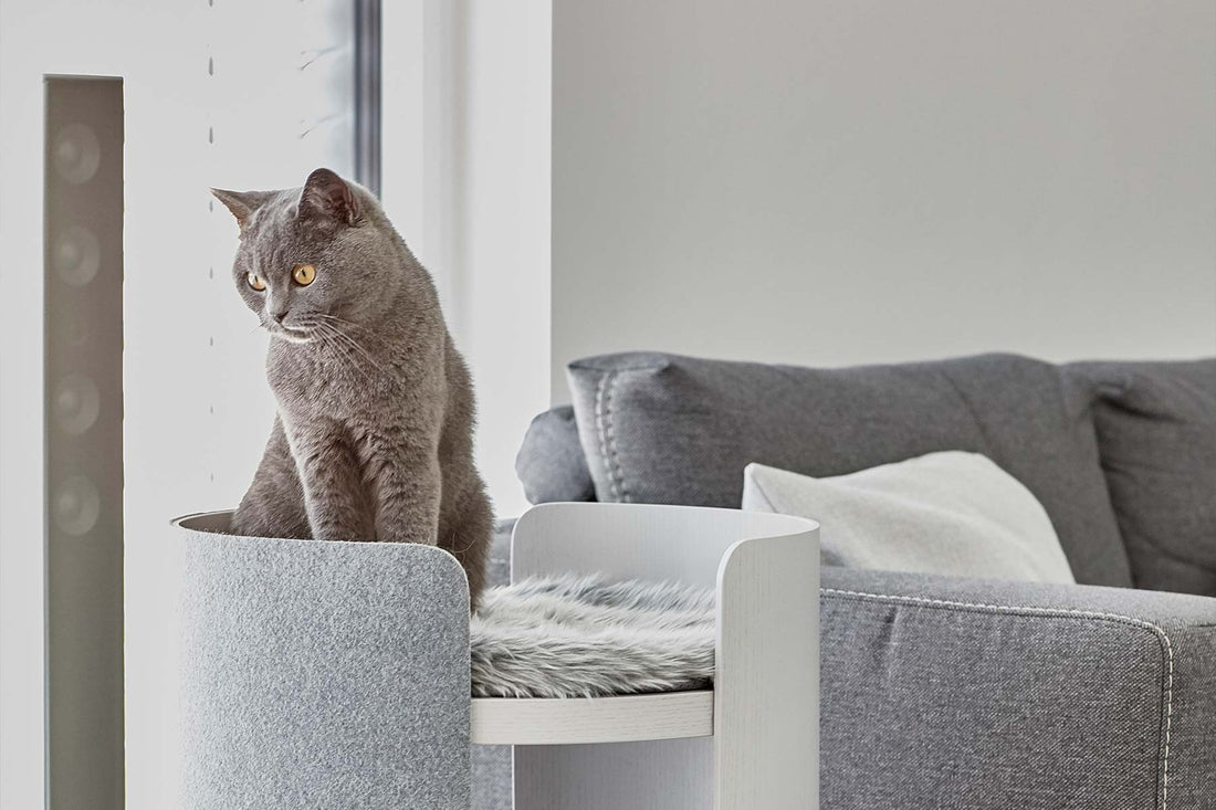 10 Tips for Encouraging Cats to Use Their New Cat Tree