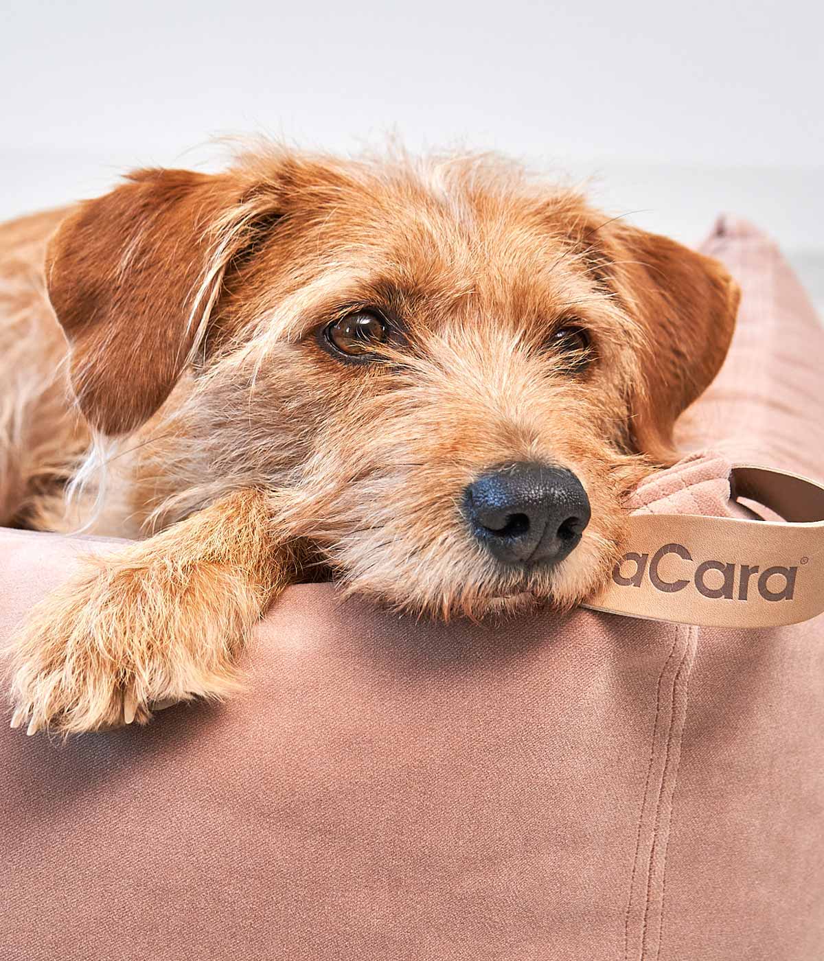 MiaCara Velluto Box Dog Bed