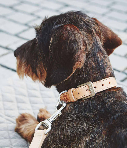 MiaCara Bergamo Dog Collar