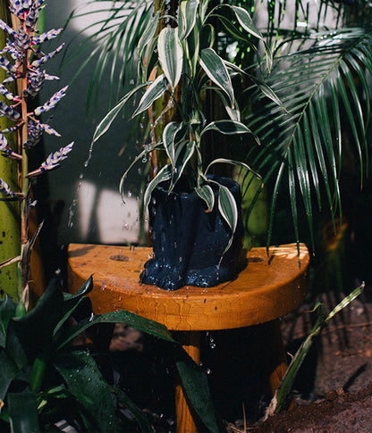 Pot de plantes panthère de la jungle urbaine